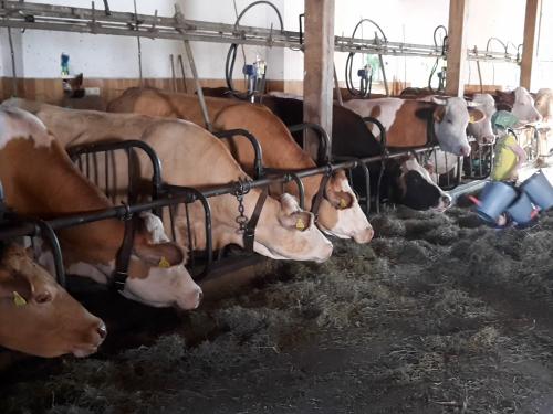 Im Kuhstall Im Kuhstall