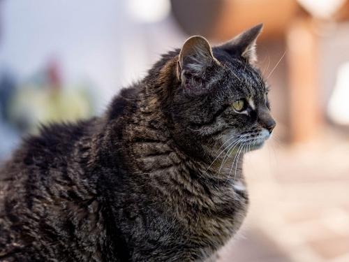 Katze Stutzi Katze Stutzi