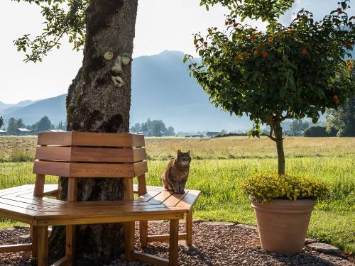 Kater Moritz auf unserer Rundumbank Kater Moritz auf unserer Rundumbank