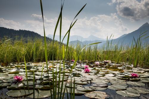 Seerosen im Teich