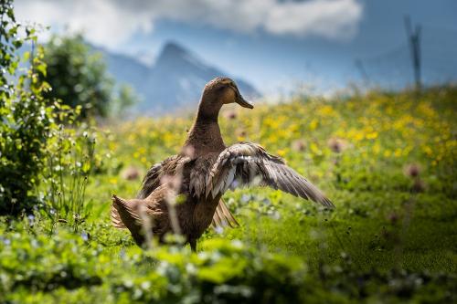 unsere Enten