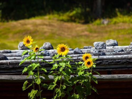 sonnenblumen