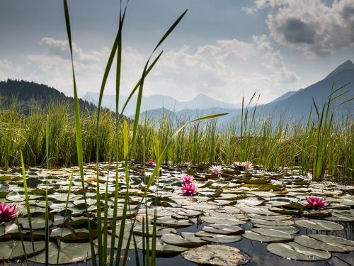 Seerosen im Teich