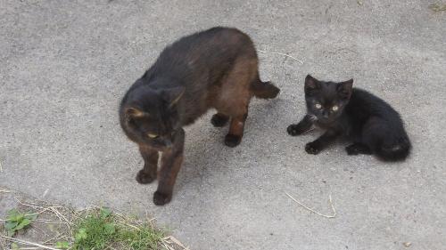Katzen