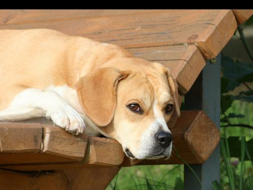 frieda2_slider