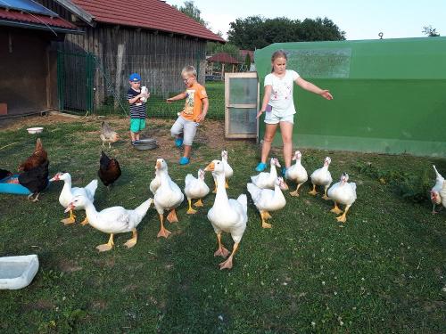 Enten und Hühner