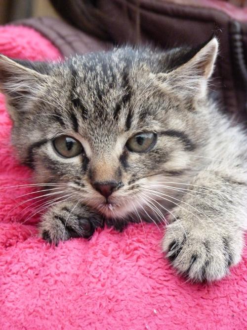 Katzenbaby