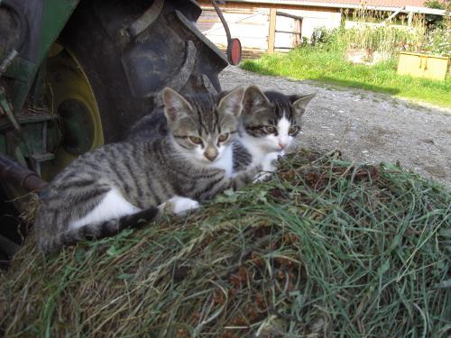 Katzen
