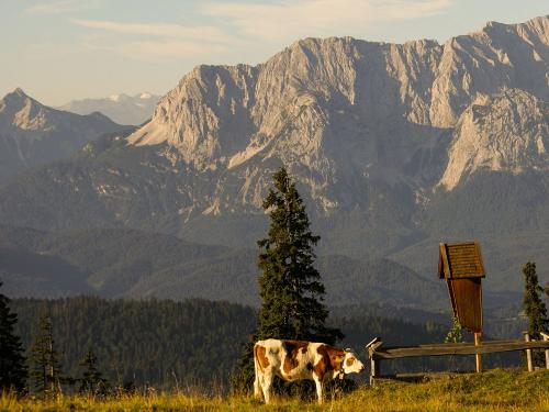 fleckviehkuhimurlaub