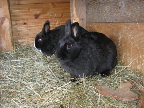 Unsere Hasen