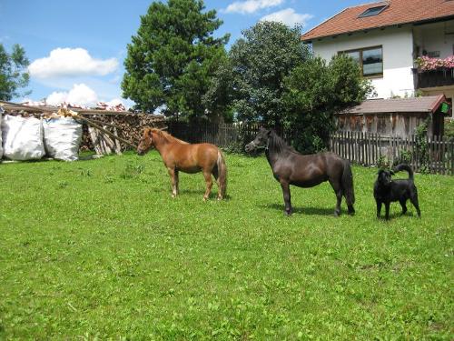 Unsere Kleinponys mit Hund Lisa