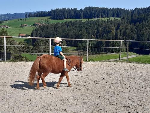 Ponyreiten