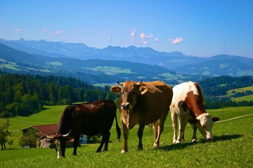 Kühe