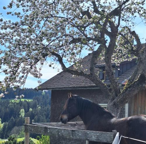 Primo unterm Apfelbaum