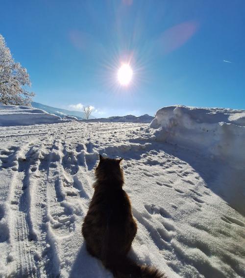 Wintersonne
