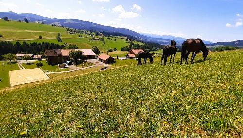 Blick von der Pferdeweide