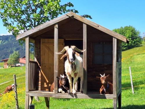 Unsere Ziegen: Emma, Luggi und Molly