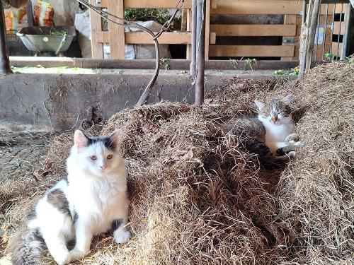Findus & Maulwurf