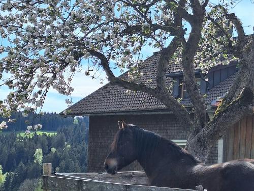 Primo unterm Apfelbaum