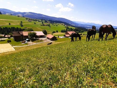 Blick von der Pferdeweide