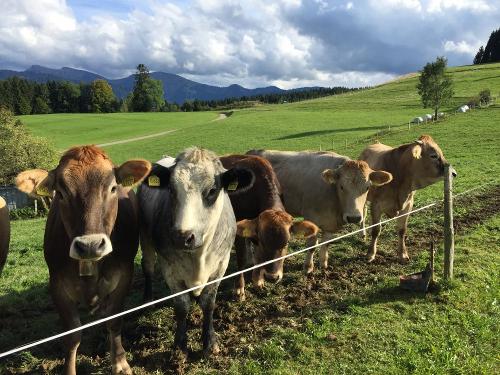 Rinder mit Hochgratblick
