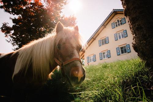 pony2