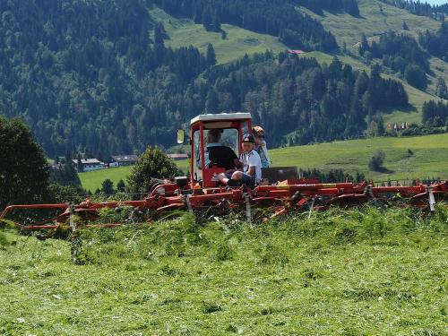 Beim Heu wenden