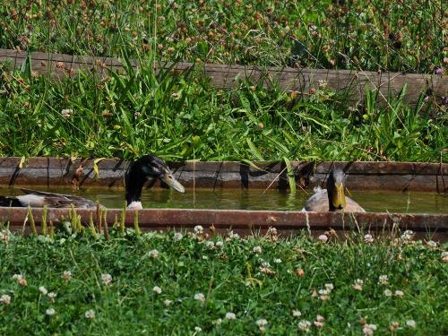 Abkühlung an einem heißen Sommertag