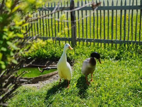 Enten Enten