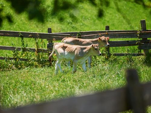 Kälber auf Entdeckungstour