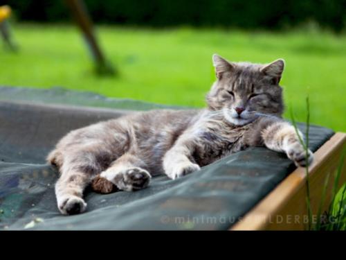 Katze