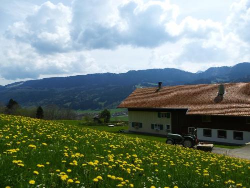 Löwenzahn rund um den Schachenhof