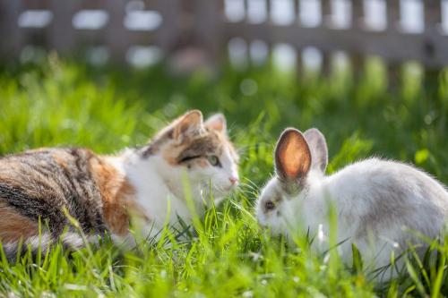 tierische Freunde