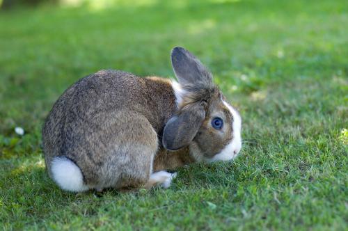 Hase