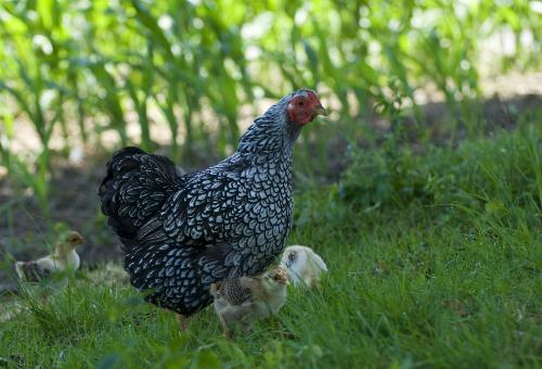 Huhn mit Küken