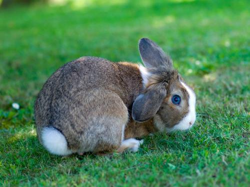 Hase