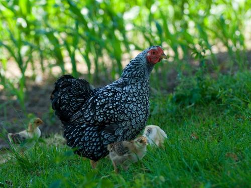 Huhn mit Küken