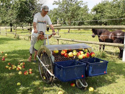 Ferienhof Jehle - Apfelernte Ferienhof Jehle - Apfelernte