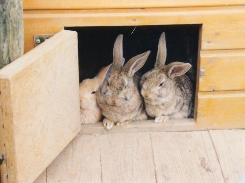 Ferienhof Jehle - Hasen Ferienhof Jehle - Hasen