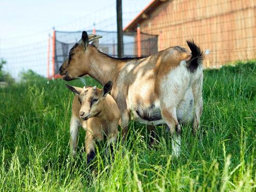 Ferienhof Jehle - Ziegen Ferienhof Jehle - Ziegen