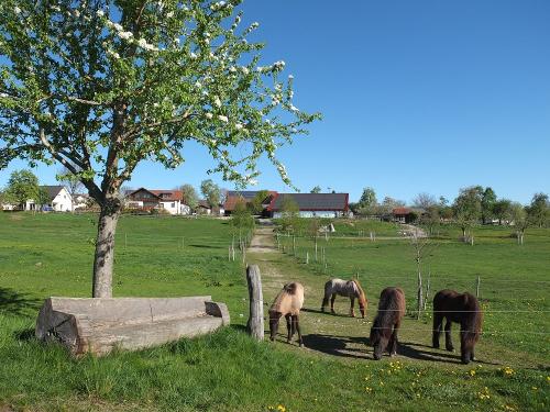 unsere Isländer