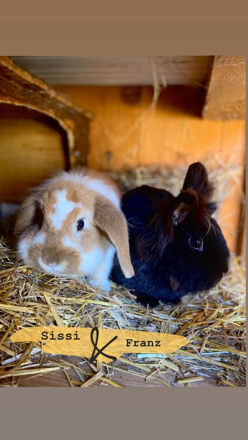Hasen Sissi und Franz