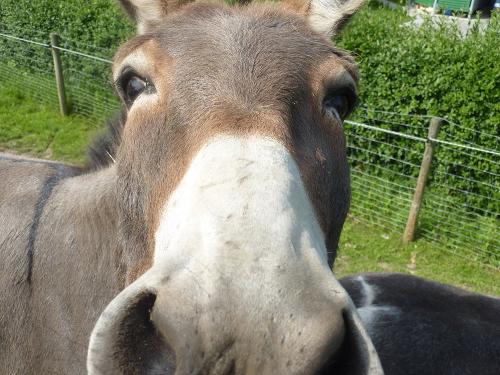 Obst- und Ferienhof Gomeringer