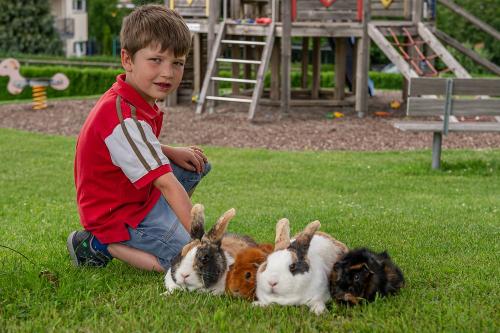 21meerschweinchen346904