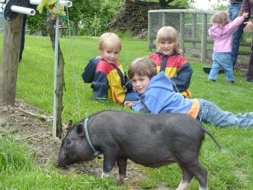 Hängebauchschweinchen