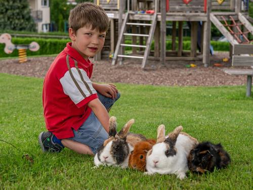 ein paar Meerschweinchen & die Hasen