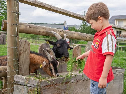 Ziegen Susi & Peterle