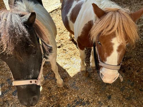 Unsere Ponies Molly und Sunny
