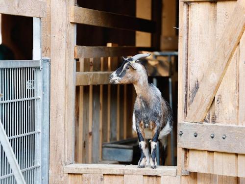 landwirtschaft-ziegen-02