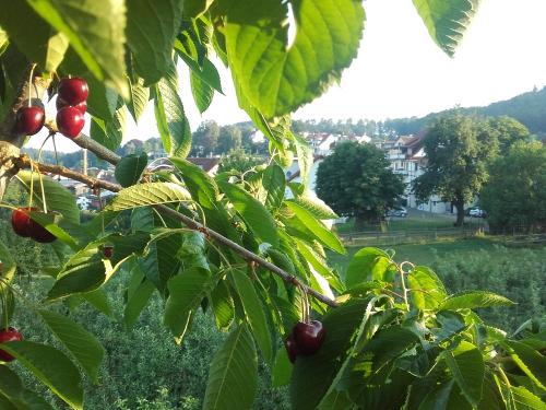 Obstanlage Obstanlage